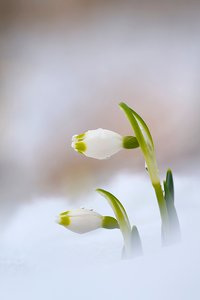 Pärchen im Schnee