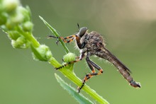 ~ Tolmerus cingulatus ~