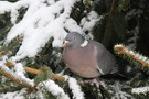 Ringeltaube (Columba palumbus)