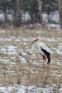 Weissstorch