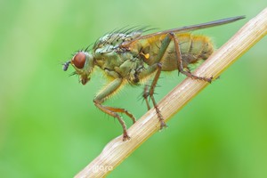 Scatophaga stercoraria