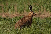 Havelländischer Hase