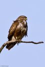 Mäusebussard (Buteo buteo)