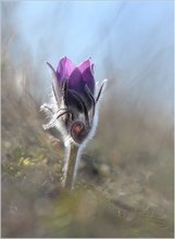 *Pulsatilla_2*