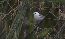 Was ist das für ein Singvogel ??