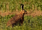 Havelländischer Hase neu