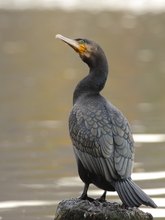 Kormoran