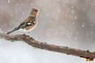 Buchfinkmännchen im Schneetreiben