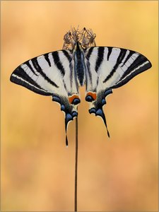 Segelfalter (Iphiclides podalirius)