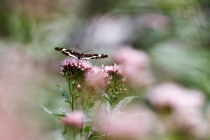 Kleiner Eisvogel auf Wasserdost