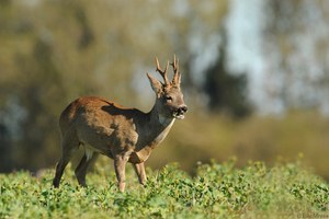 April-Bock