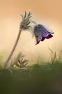 Pulsatilla pratensis bohemica