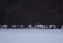 Albino Hirsch?