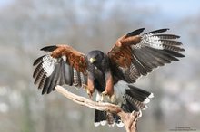 Harris Hawk im Anflug...