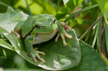 Laubfrosch