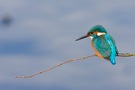 Eisvogel aus dem Ruhrgebiet