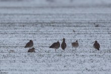 Großer Brachvogel