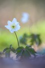 Tari tara der Frühling der ist da!