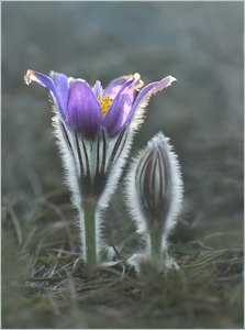 *Pulsatilla_3*