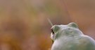 hyla arborea
