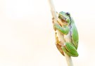 hyla arborea