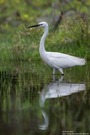 Seidenreiher (Egretta garzetta)