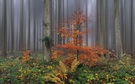 Herbstwald-Impression