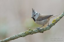 Haubenmeise (Parus cristatus)