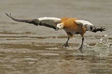 Dünnes Eis (ND, wildlife)