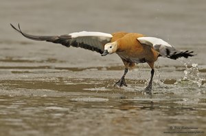 Dünnes Eis (ND, wildlife)