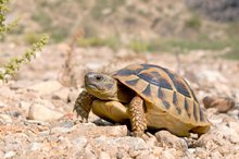 Griechische Landschildkröte