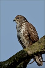 Mäusebussard (Buteo buteo)