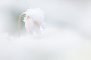 Karfreitagsröschen im Schnee