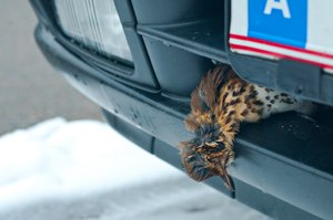 Vogelzug und Straßenverkehr