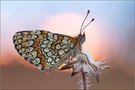 Leinkraut-Scheckenfalter (Melitaea deione)