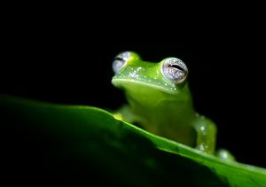 Glasfrosch (Teratohyla pulverata)