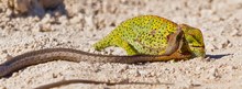 Boomslang vs. Chameleon