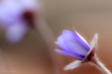 Leberblümchen Aquarell