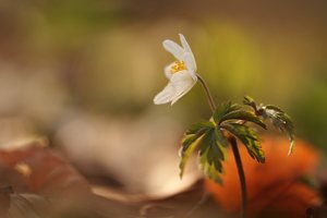 Die Frühlingssonne ....