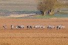 Kraniche in der Wetterau...