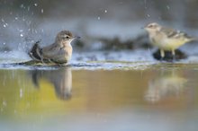 Schafstelze (Motacilla flava)