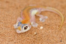 Pachydactylus rangei