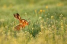 Hase in einer Wiese im Frühling