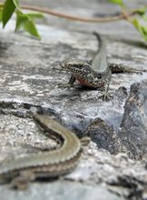 Auf der Mauer....