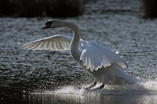 Höckerschwan - Landung im Gegenlicht