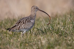 Großer Brachvogel mit Regenwurm