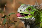 Iguana iguana - Grüner Leguan - Bonaire