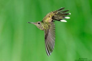 Schuppenbrustkolibri