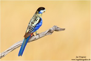 Brownsittich (Platycercus venustus) Northern Rosella