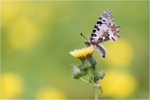 Balkan-Osterluzeifalter